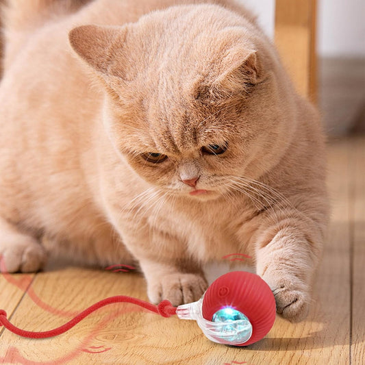 PurrMotion Ball